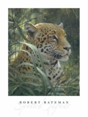 Symbol of the Rainforest, Robert Bateman, Wall Decor Art Print Poster 32″ x 24″