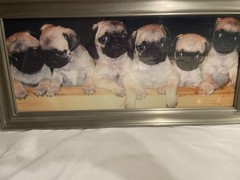 CUTE PUG GLOSSY POSTER PICTURE PHOTO BANNER PRINT cool dogs puppy funny fun