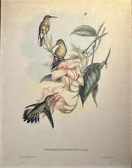 Framed Vintage John Gould Hummingbird Wall Art | Conservatory Floral Print