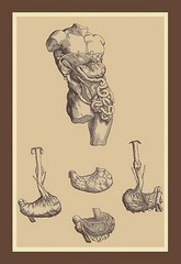 Stomach Andreas Vesalius Poster Print
