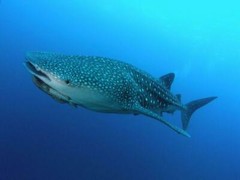 WHALE SHARK GLOSSY POSTER PICTURE PHOTO PRINT filter feeding carpet basking 4832