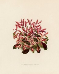 13417.Wall Decor Poster.Room Interior art design.Rare plant leaf.Copperleaf