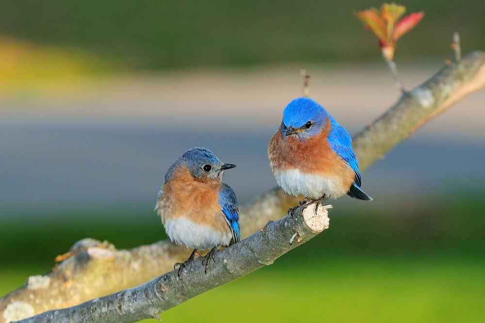 Eastern Bluebird Pair Perched on Branch Photo Art Print Poster 18×12