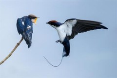 WIRE TAILED SWALLOW BIRD GLOSSY POSTER PICTURE PHOTO BANNER PRINT 9293