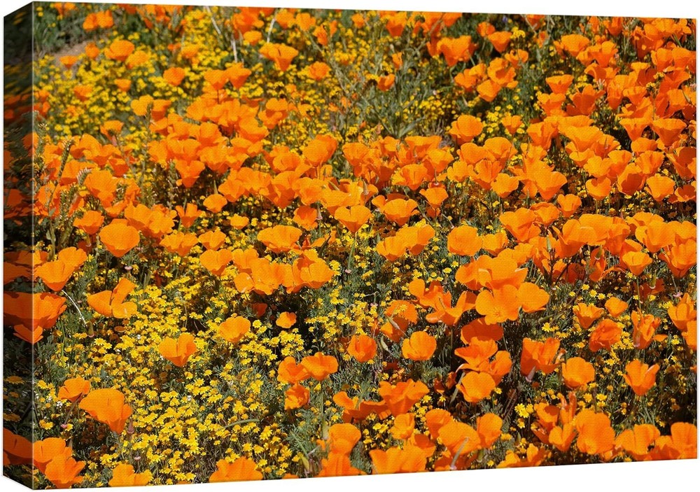 Wall26 Canvas Print Orange Tulip Flower Floral Field Landscape Art