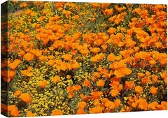 Wall26 Canvas Print Orange Tulip Flower Floral Field Landscape Art