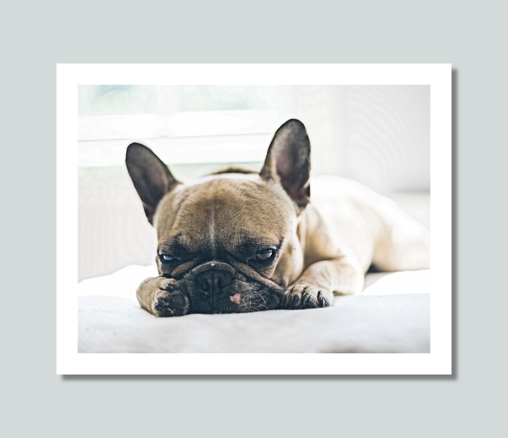 FRENCH BULLDOG Dog Pet Photo Picture Print 8×10 8.5×11 11×14 W2