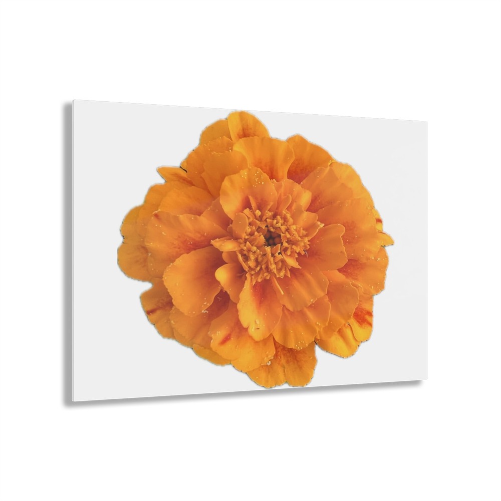 Rachel Greschel Orange Marigold Acrylic Print