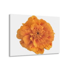 Rachel Greschel Orange Marigold Acrylic Print