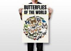 Butterflies of World Science Classroom Chart Art Wall Room Poster – POSTER 20×30
