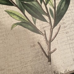 Framed Flower Wall Decor Botanical Wild Indigo Branch Print on Wood