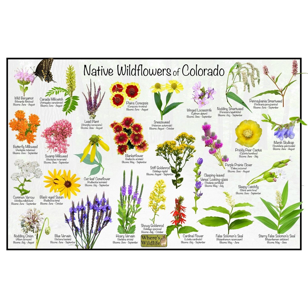 Native Wildflowers of Colorado Flower Identification Poster / Flower ID Guide