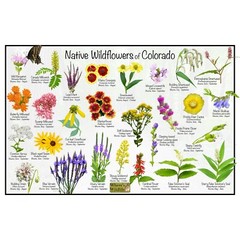 Native Wildflowers of Colorado Flower Identification Poster / Flower ID Guide