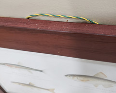 Fish Print Framed Minnow Species Illustration Natural History Cabin Wall Art
