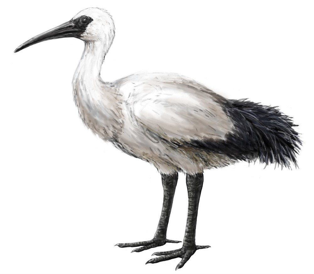 EXTINCT REUNION IBIS BIRD GLOSSY POSTER PICTURE PHOTO PRINT BANNER 10707