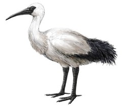 EXTINCT REUNION IBIS BIRD GLOSSY POSTER PICTURE PHOTO PRINT BANNER 10707