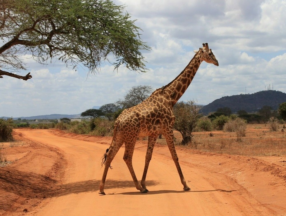 Beautiful Giraffe African Safari Animal Nature Poster Picture Photo Print