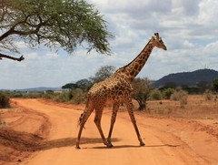 Beautiful Giraffe African Safari Animal Nature Poster Picture Photo Print