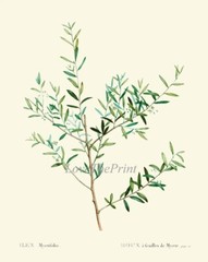 Herbs Botanical Wall Art Set of 12 Prints Beautiful Antique Vintage Unframed