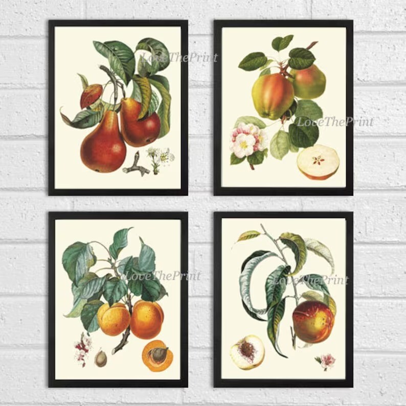 Fruit Botanical Wall Art Set 4 Prints Beautiful Vintage Antique Apple Unframed
