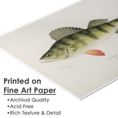 Vintage Fish Species Art Prints (Set of 6) – Unframed – 8×10 | Fishing Wall D…