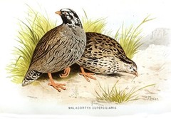 EXTINCT HIMALAYAN QUAIL BIRD GLOSSY POSTER PICTURE PHOTO PRINT BANNER 10320