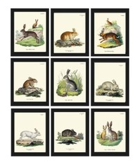 Rabbit Bunny Animal Pet Wall Art Set of 9 Prints Beautiful Antique Unframed