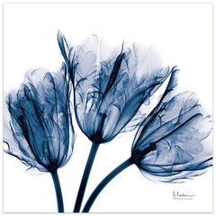 24×24 Blue Tulip Tempered Glass Wall Art by Koetsier Perfect Home Decor