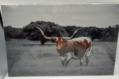 Texas Longhorn Steer Cattle Western Animal Wall Picture Art 18″x12″