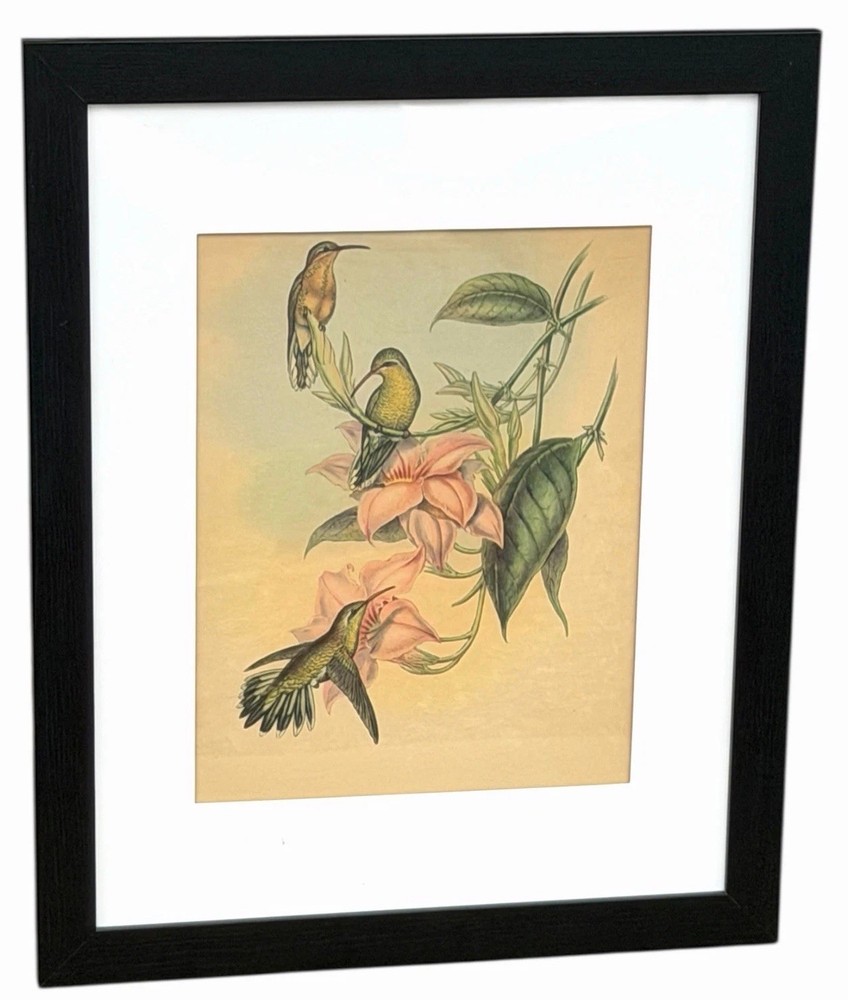 Framed Vintage John Gould Hummingbird Wall Art | Conservatory Floral Print