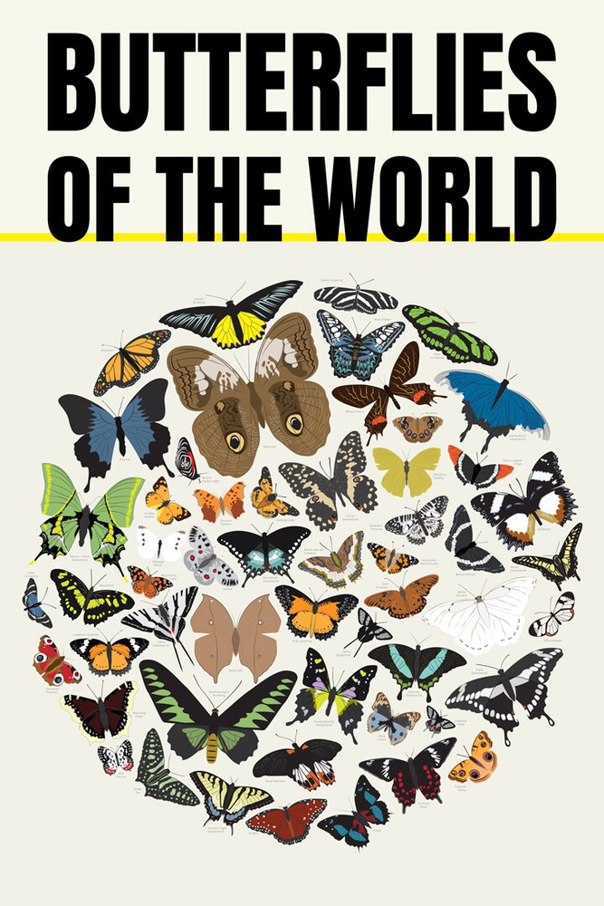 Butterflies of World Science Classroom Chart Art Wall Room Poster – POSTER 20×30