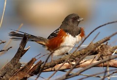 SPOTTED TOWHEE BIRD US GLOSSY POSTER PICTURE PHOTO PRINT BANNER 10752