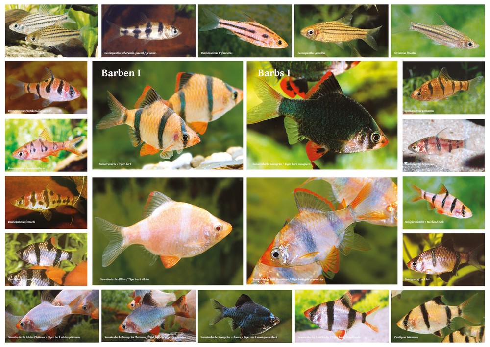 AQUALOG – Fold Poster – Barbs I