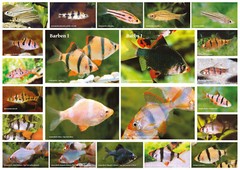 AQUALOG – Fold Poster – Barbs I