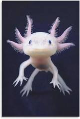 Wall Art Reptile Animal Axolotl Birthday Gifts Decorations Canvas Poster Printin