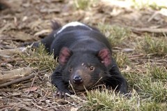 TASMANIAN DEVIL AUSTRALIA GLOSSY POSTER PICTURE PHOTO PRINT BANNER 10768