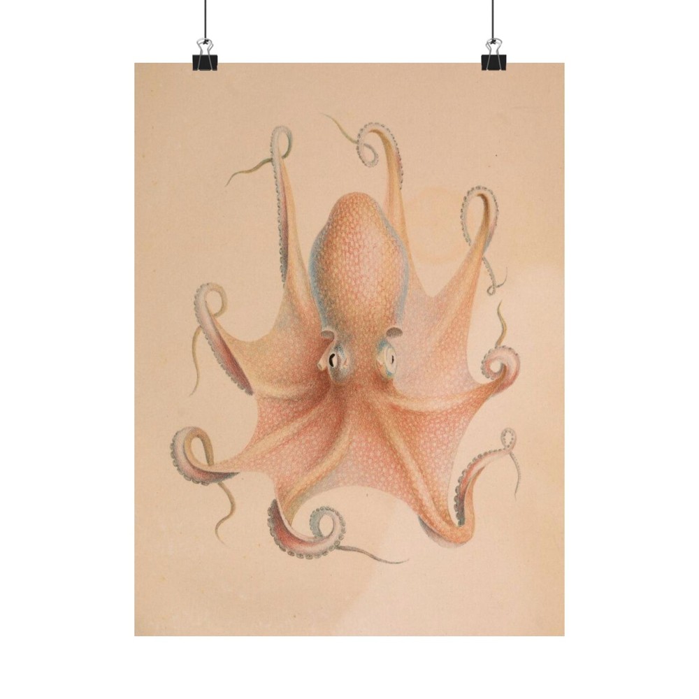 Antique Octopus Illustration Poster | Matte Vertical Poster