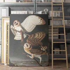Barn Owl – Birds of America Vintage Birds Animals Canvas Wall Art Print