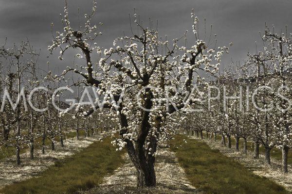 WINSTON, DAVID LORENZ – PEAR BLOSSOMS – ART PRINT POSTER 11″ X 14″ (1643)