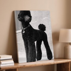 Elegant Black Standard Poodle Dog Canvas Wall Art Large Portrait Print Home