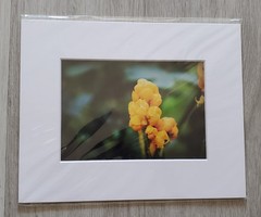 Wall Art Matte Framed Nature Photography Prints