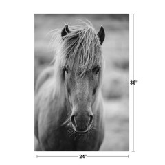 Portrait of Icelandic Pony Horse in Black and White Photo Poster 24×36