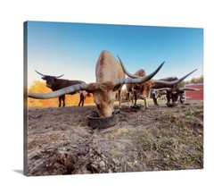 Multiple Longhorn On The Farm Canvas Picture 20”x16” Fall Background