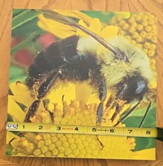 Busy Bee Tile Picture