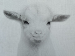 WHITE BABY LAMB GOAT SIMON TE TAI PRINTS BOX FRAMED CANVAS TRANSFER 18″ X 24″