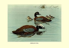 Hartlauss Teal Louis Agassil Fuertes Poster Print