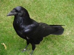 RAVEN GLOSSY POSTER PICTURE PHOTO BANNER PRINT crow black 9284