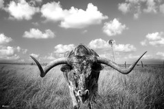Texas Longhorn Bull Standing Pasture Close Up Photo Decor Art Print Poster 36×24