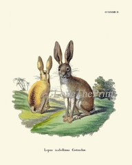 Rabbit Bunny Animal Pet Wall Art Set of 9 Prints Beautiful Antique Unframed