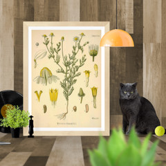 Matricaria Chamomilla German Chamomile Drawing, Vintage Botanical Illustration